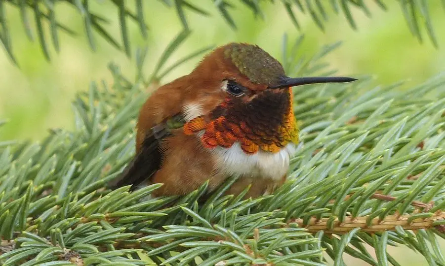 Allen’s Hummingbird In Georgia
