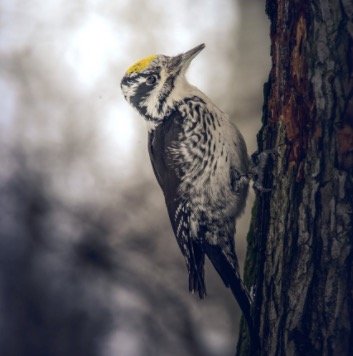 American Three-toed Woodpecker - Woodpeckers In Wisconsin