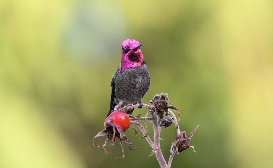 Anna’s Hummingbird In Georgia
