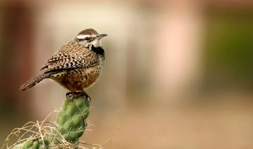 Arizona State Bird - Cactus Wren