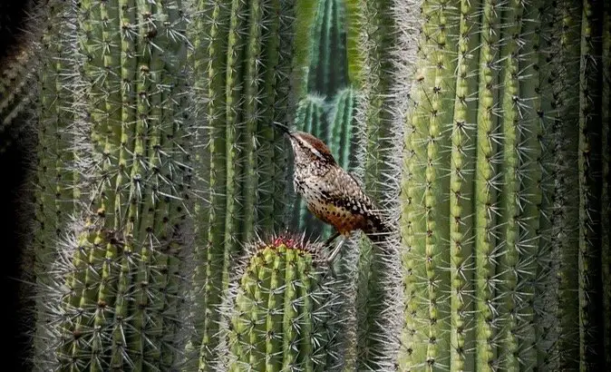 Arizona State Bird - Cactus Wren