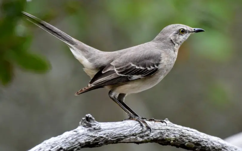 Arkansas State Bird - Northern Mockingbird