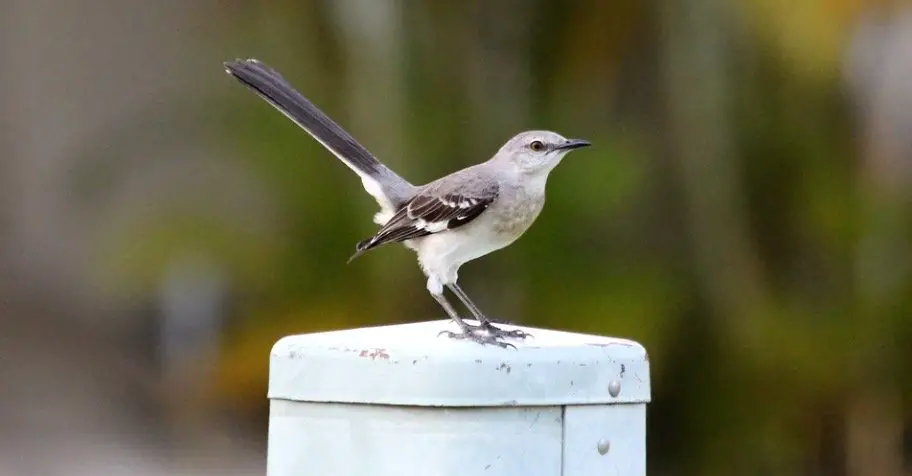 Arkansas State Bird - Northern Mockingbird