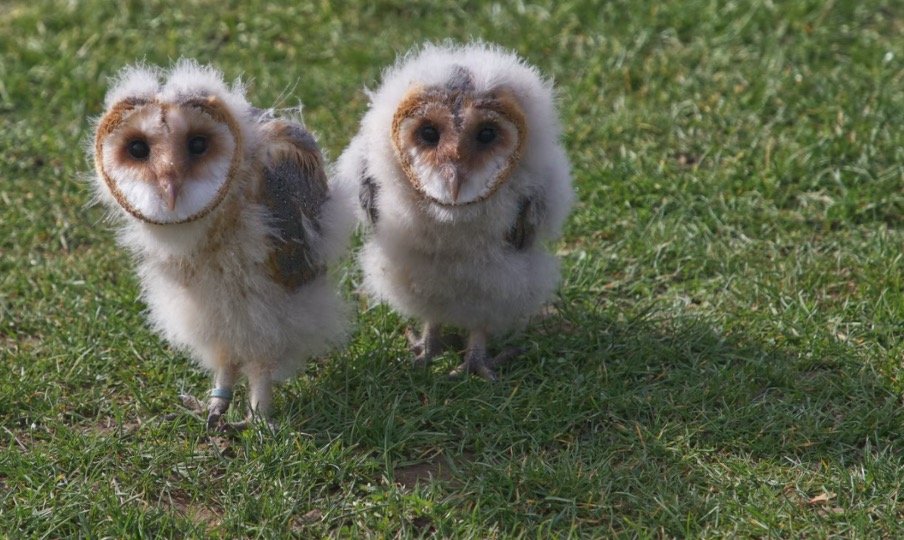 Baby Barn Owls on the ground