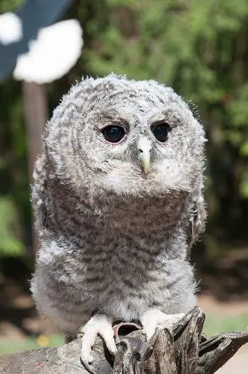 Baby Brown owl