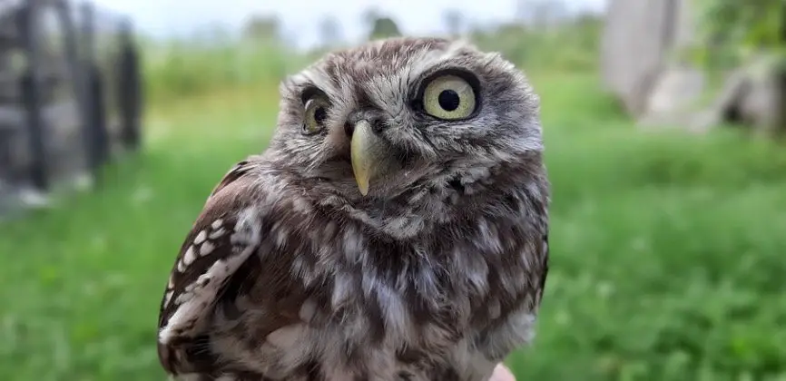 Baby Burrowing Owls