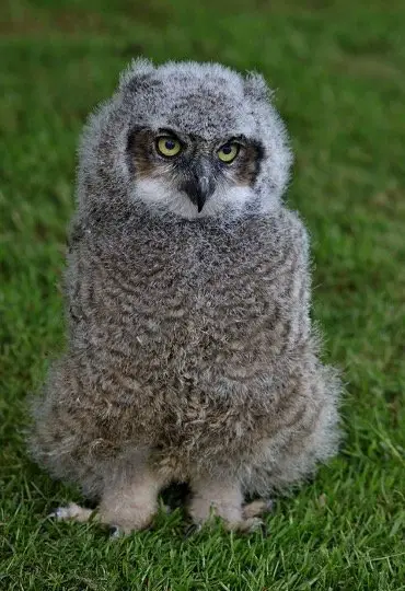 Baby Eastern Screech Owl