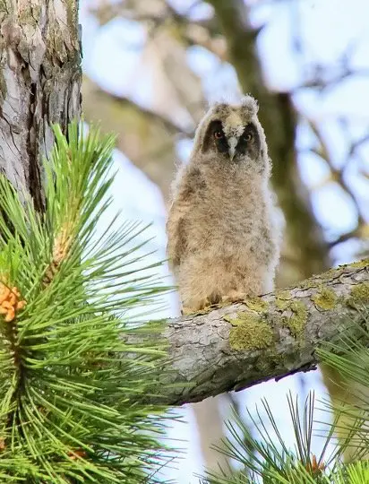 Baby Long-Eared Owl