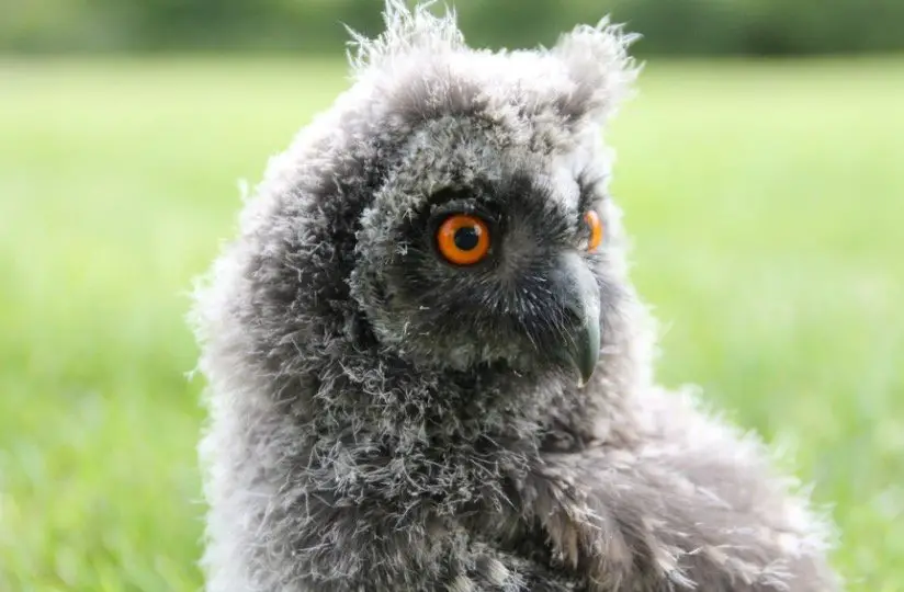 Baby Orange Eye owl