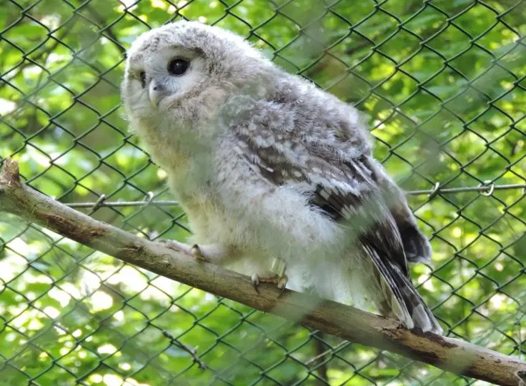 Baby Snowy Owls