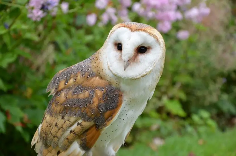 Barn Owls - Owl Species in Arkansas