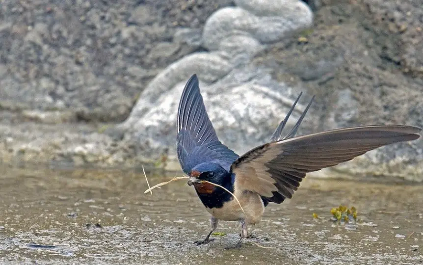 Barn Swallow