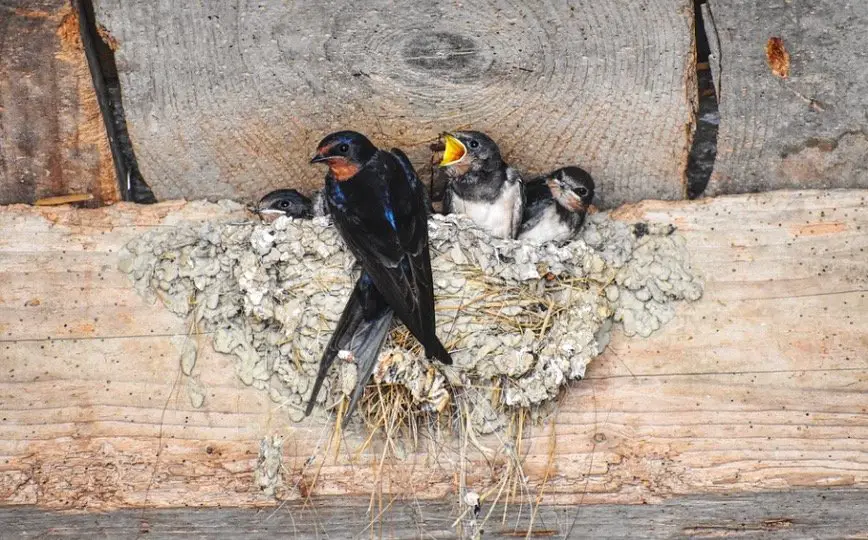 Barn Swallow