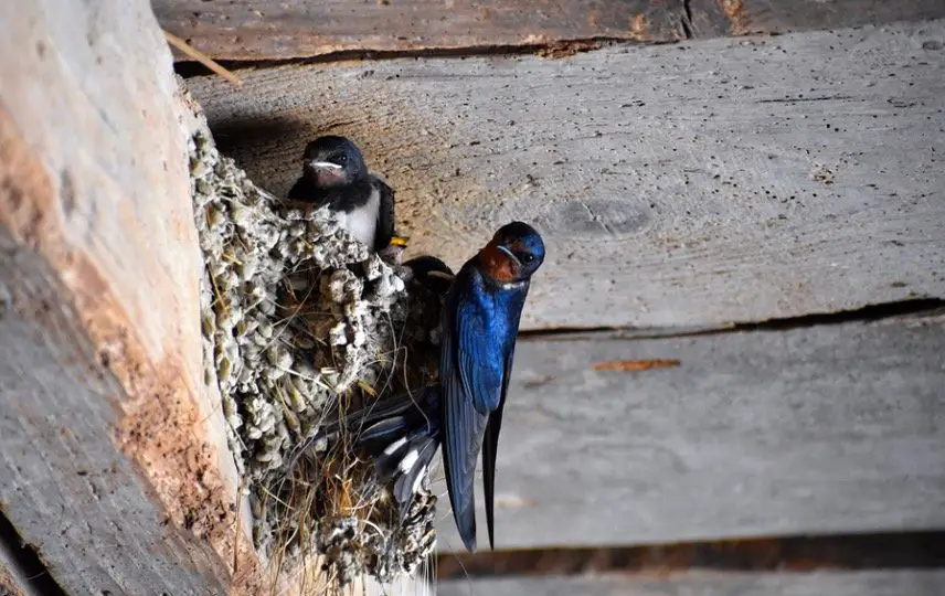 Barn Swallow