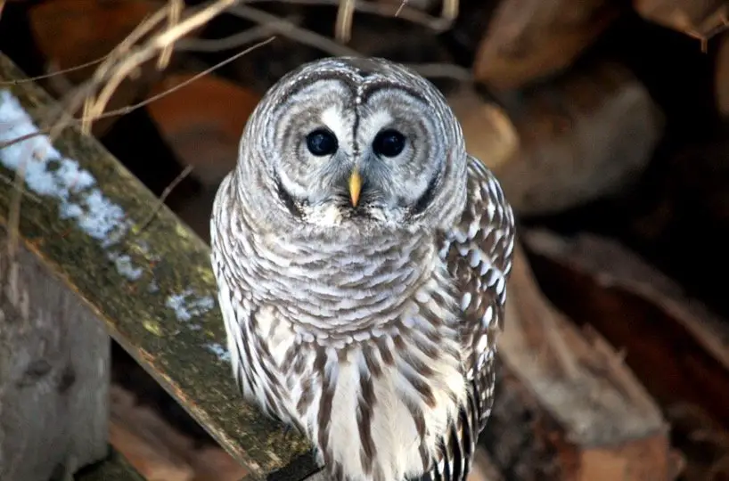 Barred Owl - Owl Species in Arkansas