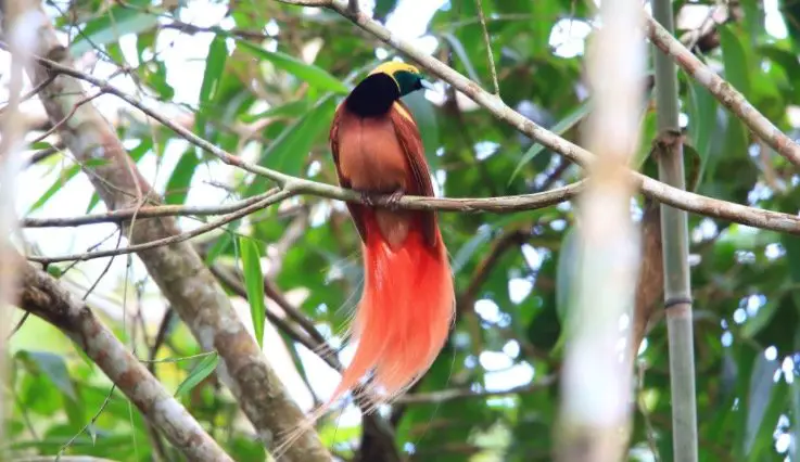 Bird of Paradise