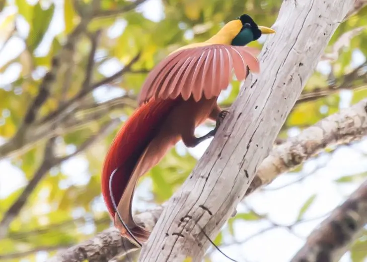 Bird of Paradise