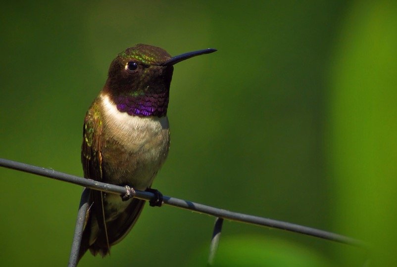 Black Chinned Hummingbird In Georgia