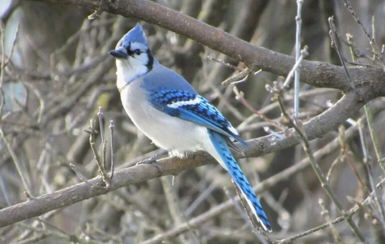 Blue Jay: Description, Pictures, & Fun Facts I TheBirdPedia