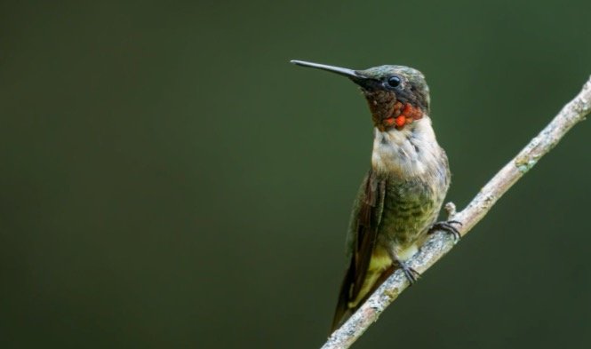 Broad tailed Hummingbird In Georgia