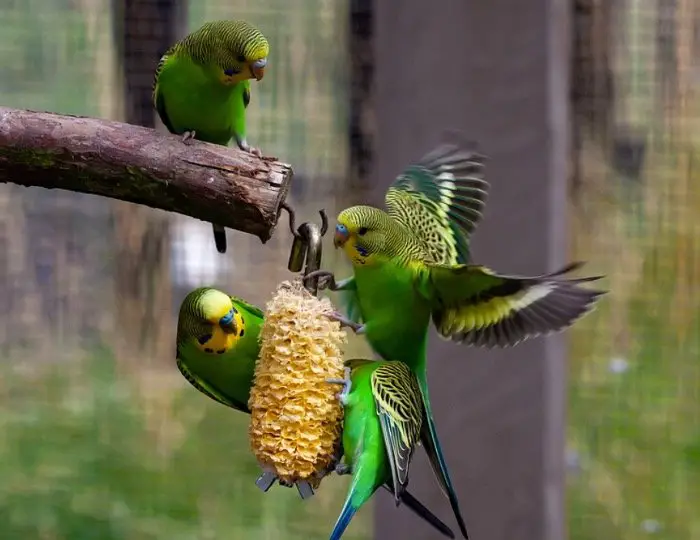 Budgerigar