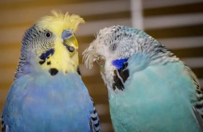 Budgerigar