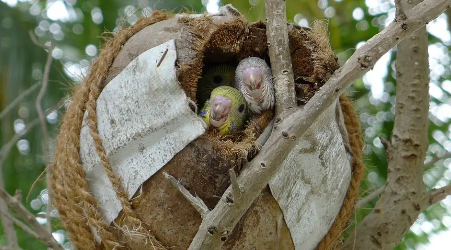 Budgerigar