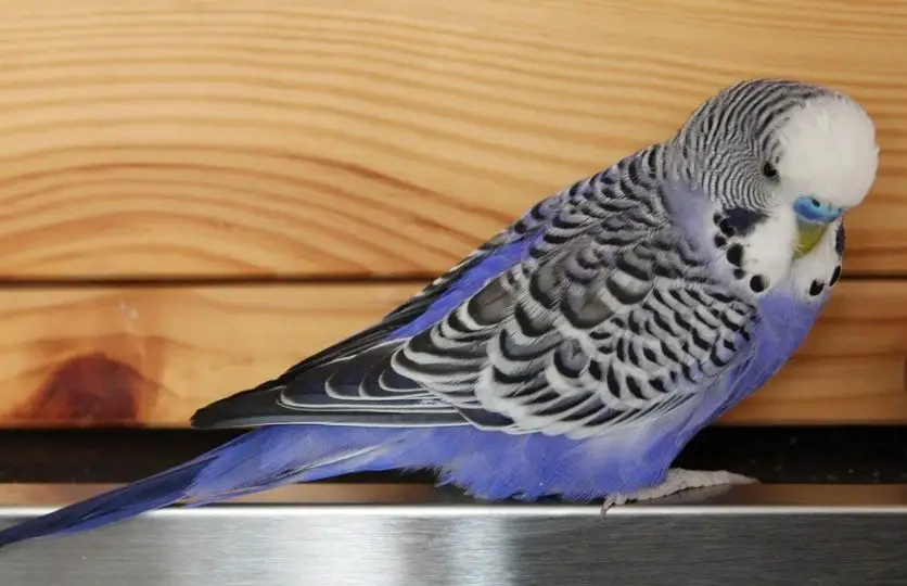 Budgerigar