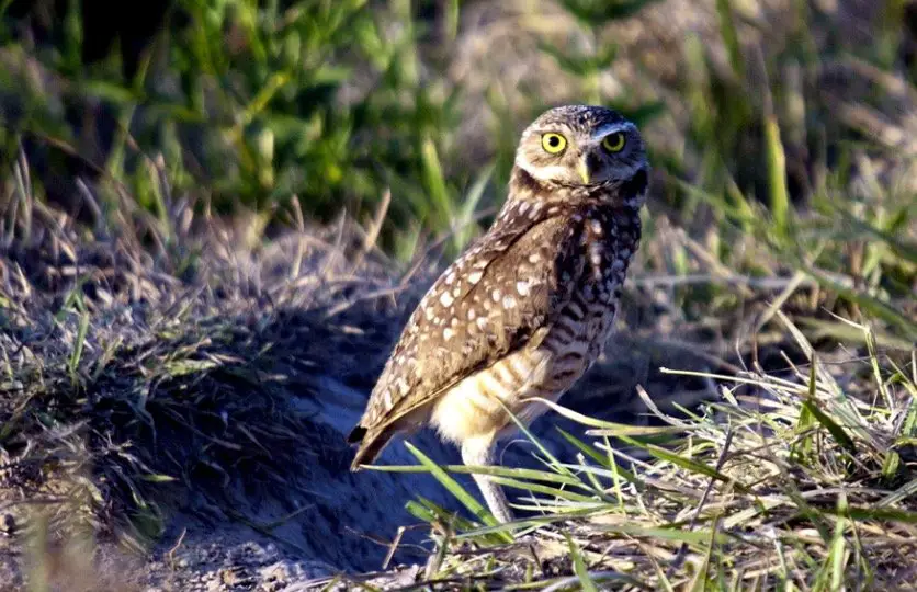 Burrowing Owl - Owl Species in Arkansas