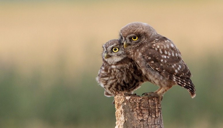 Burrowing Owls perching on tree trunk
