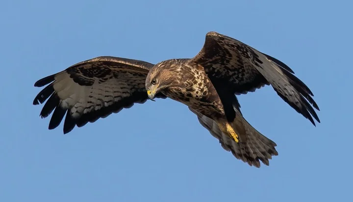 Buzzards looking for pray