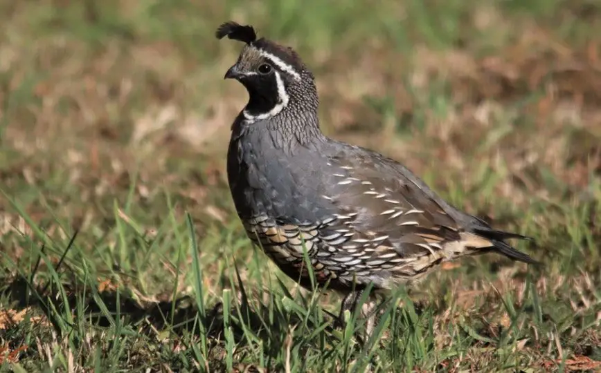 California State Bird - California Quail