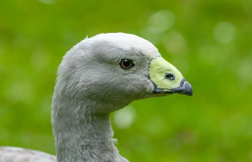 Can Birds Smell