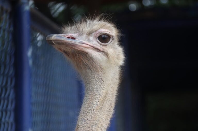 Can Birds Smell? All You Need To Know I TheBirdPedia