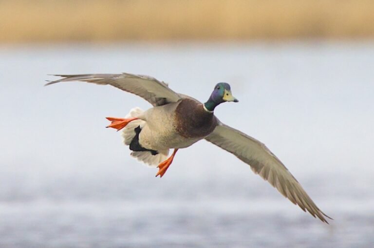 Can Ducks Fly? All You Need To Know I TheBirdPedia
