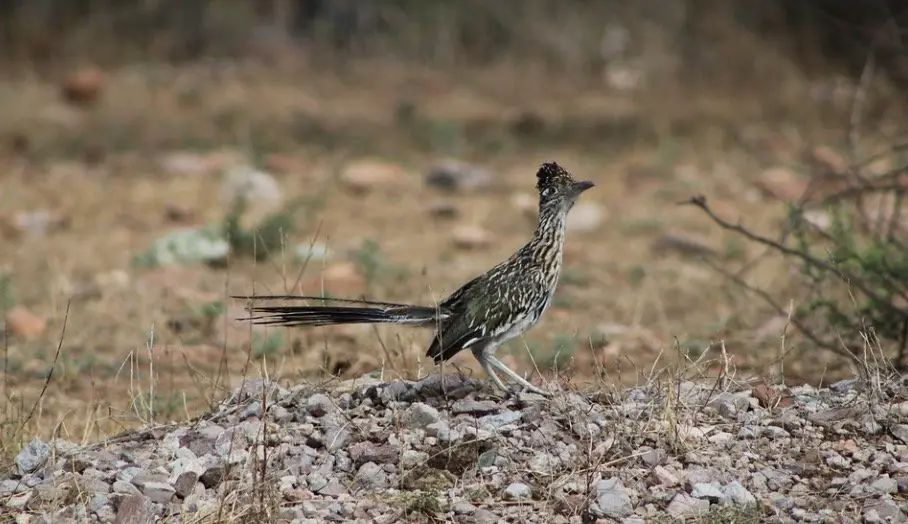 Can Roadrunners Fly