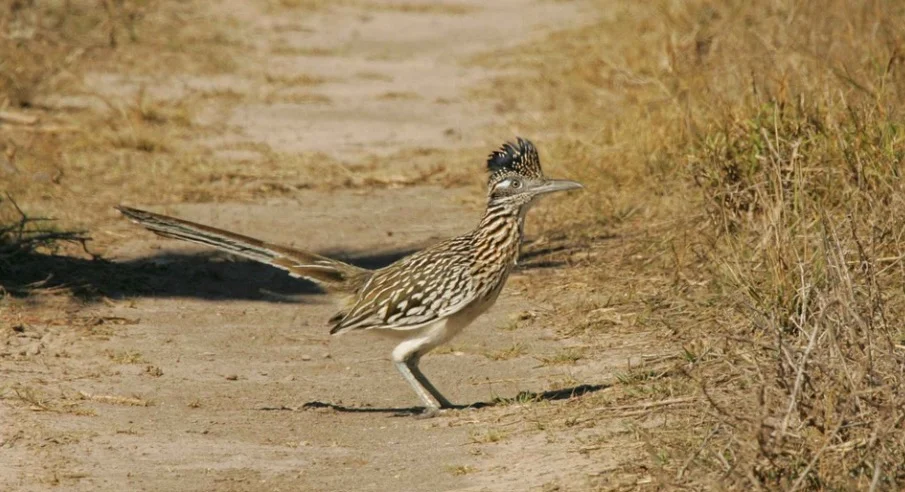 Can Roadrunners Fly