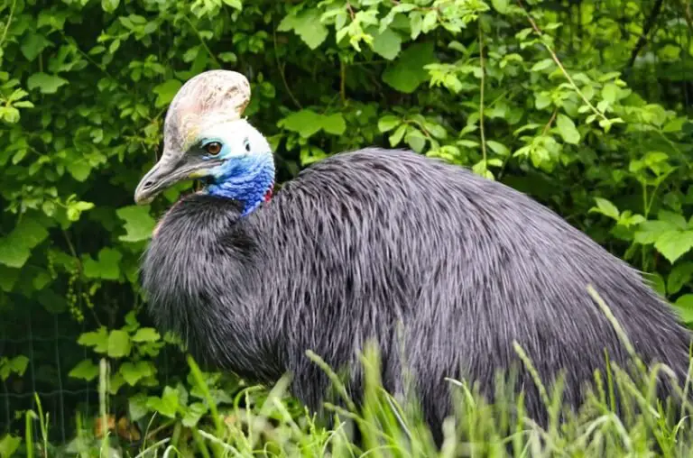 Cassowary: Description, Pictures, & Fun Facts I TheBirdPedia