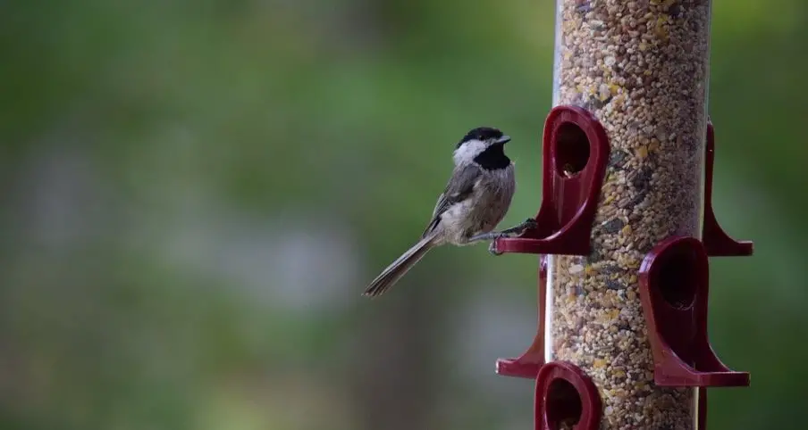 Chickadee