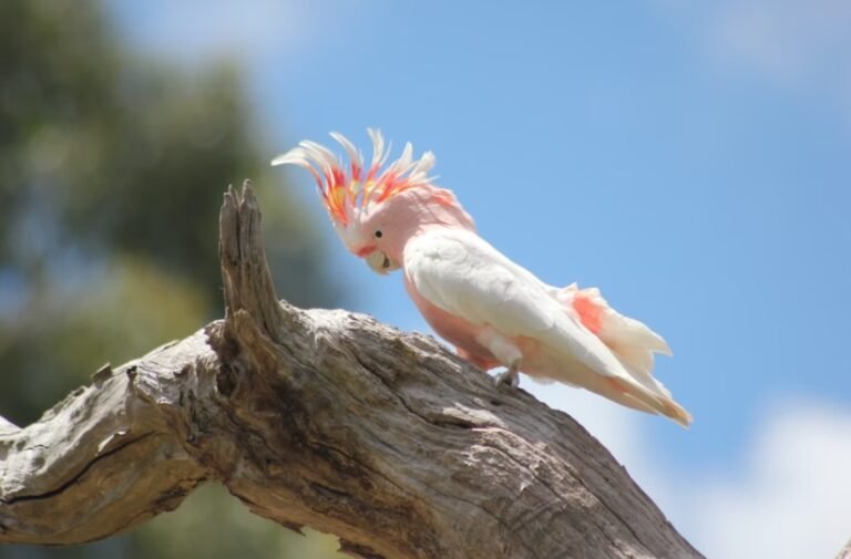 Cockatoo: Description, Pictures, & Fun Facts I TheBirdPedia