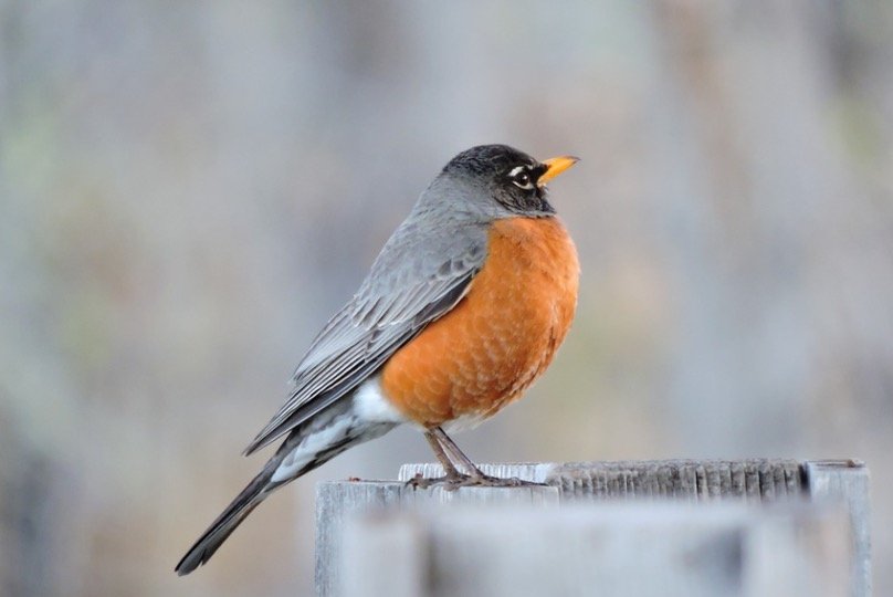 Connecticut State Bird Pictures Fun Facts I TheBirdPedia