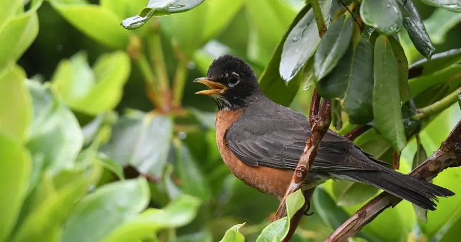 Connecticut State Bird - American Robin