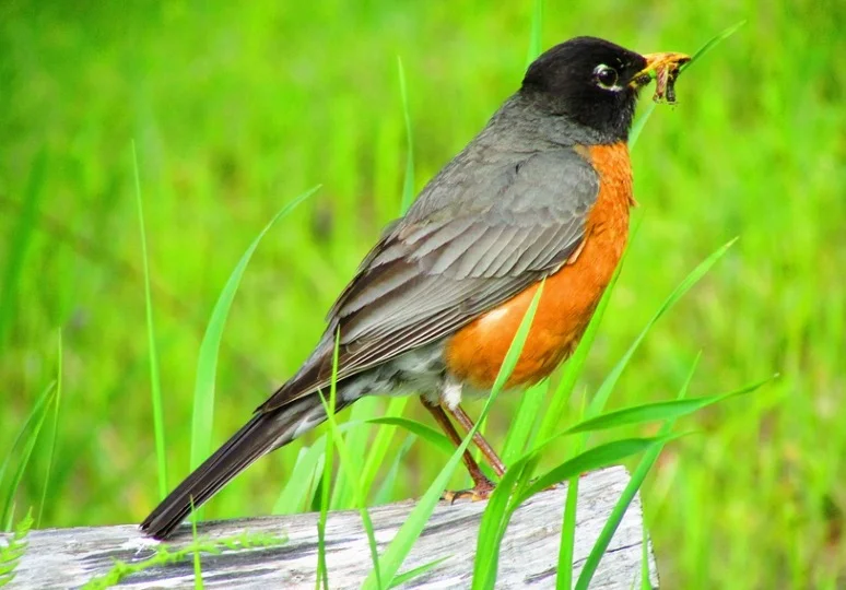 Connecticut State Bird - American Robin