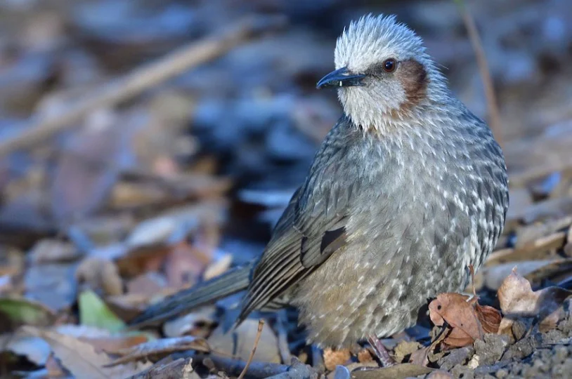 Do Birds Have Ears