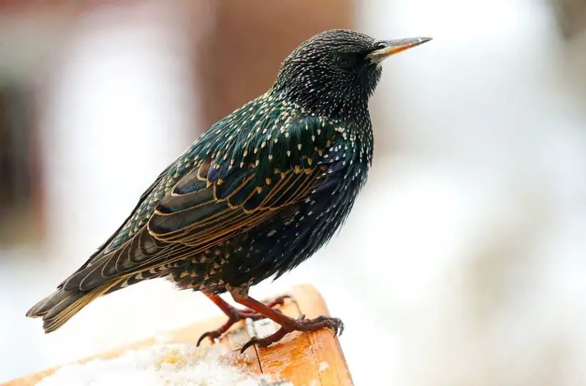 Do Starlings Migrate