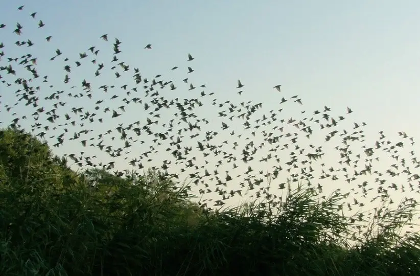Do Starlings Migrate