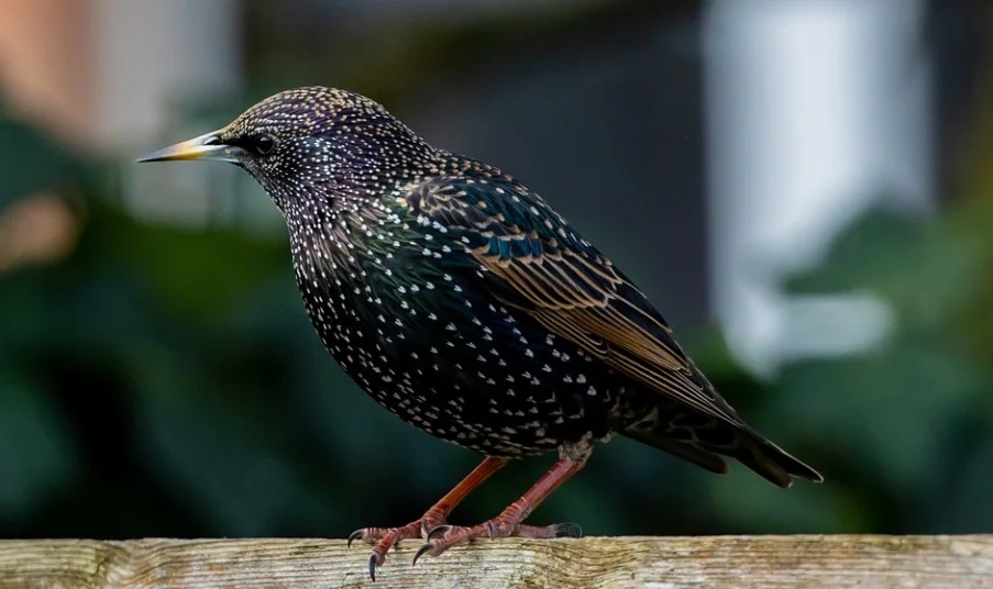 Do Starlings Migrate