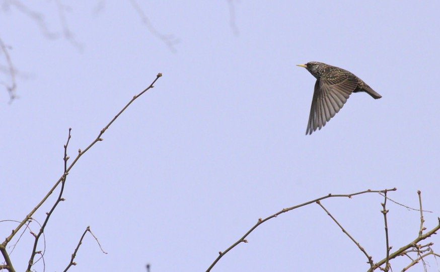 Do Starlings Migrate