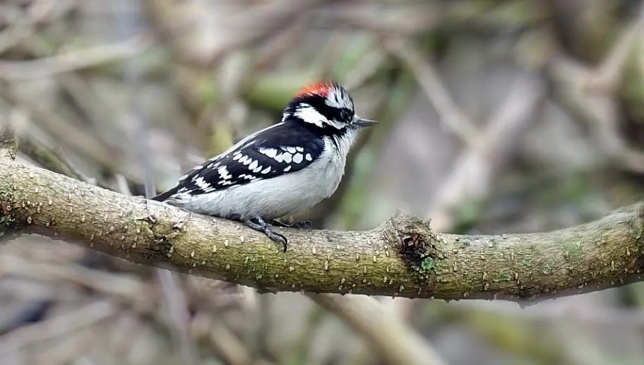 Downy Woodpecker - Woodpeckers In Wisconsin