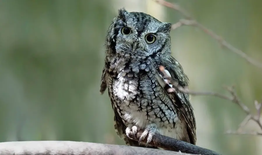 Eastern Screech-owl - Owl Species in Arkansas